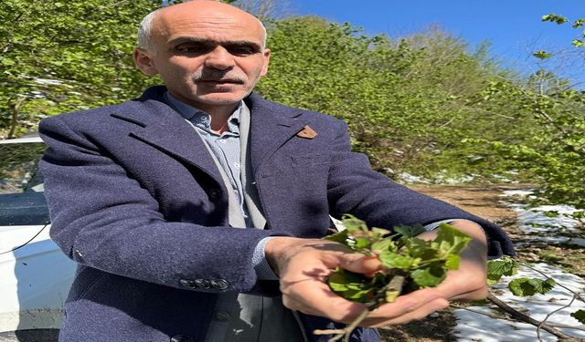 Nurittin Karan: Fındık üretim rekoltesi 450 bin tonu geçmez