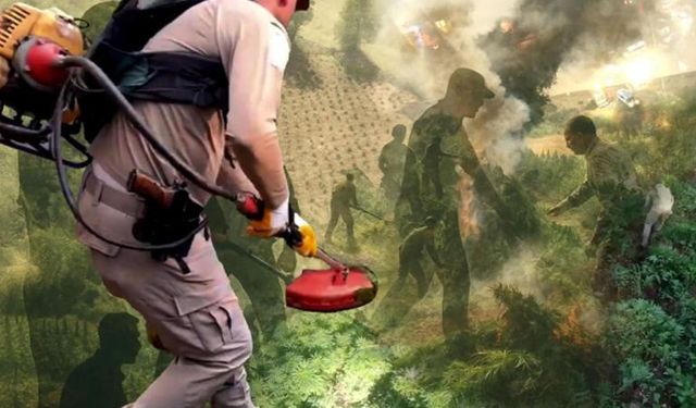 Diyarbakır’da operasyon: 70 ton toz esrara eşdeğer kenevir ele geçirildi