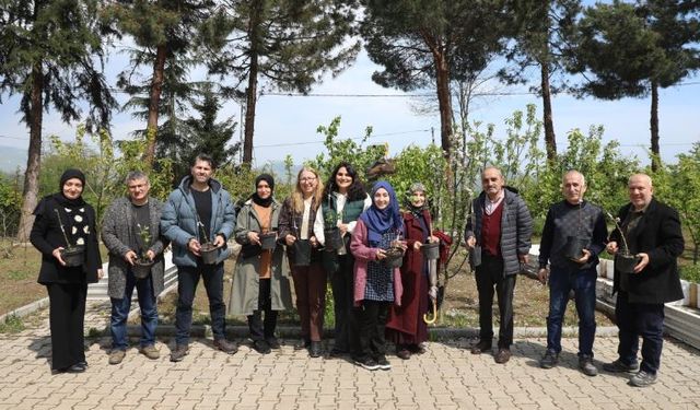 Ordu’nun meyve ağaçları profesyonel ellerde aşılanacak