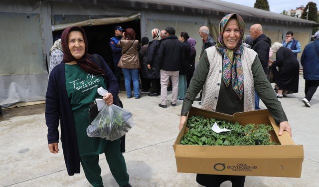 Ordu Büyükşehir Belediyesi'nin fide dağıtımına üreticilerden yoğun ilgi