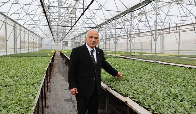 Ordu Büyükşehir, 5 yılda 4 milyon sebze fidesi dağıttı