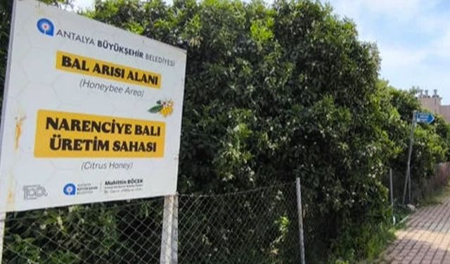 Antalya'da 'Narenciye Balı' koruma altında