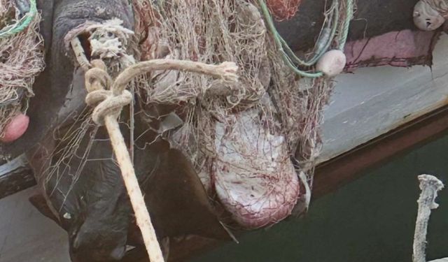 İzmir’de su ürünleri denetimlerinde ceza yağdı