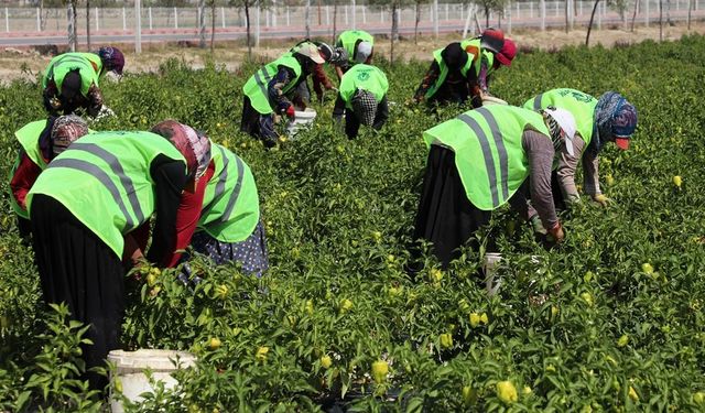 Binlerce yıllık ata tohumları Karatay'da hayat buluyor