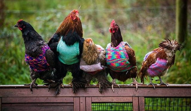 Martta tavuk eti üretimi 231 bin tonu aştı