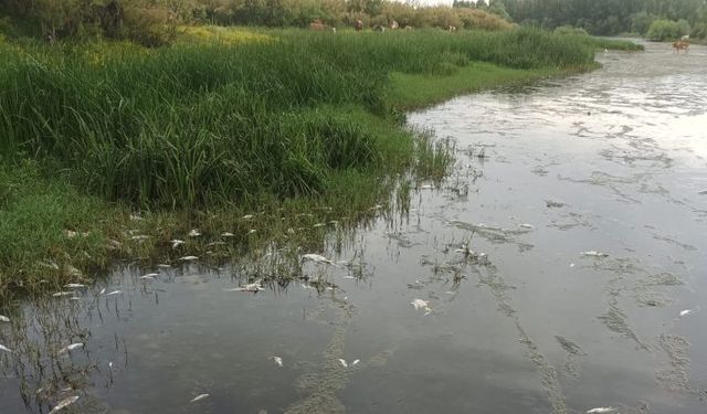 Dicle Nehri alarm veriyor! Su seviyesi düştü, balıklar toplu halde öldü