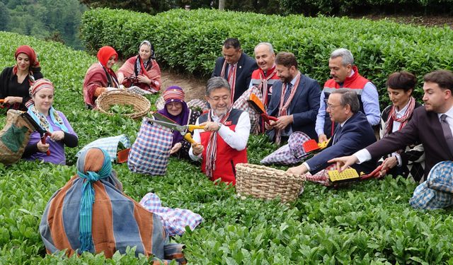 İbrahim Yumaklı: Meteorolojik olayların çaya bizim korktuğumuz bir etkisi olmadı