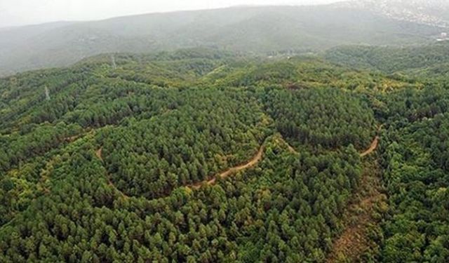 Şanlıurfa’da ormanlara girişler yüksek sıcaklık nedeniyle yasaklandı