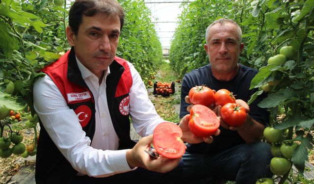 Amasya’da domates hasadı başladı