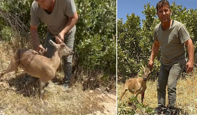 Tel örgülere sıkışan dağ keçisi kurtarıldı, doğaya salındı