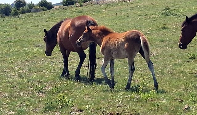 Beypazarı'nda Yılkı Atları tayları ile görüntülendi