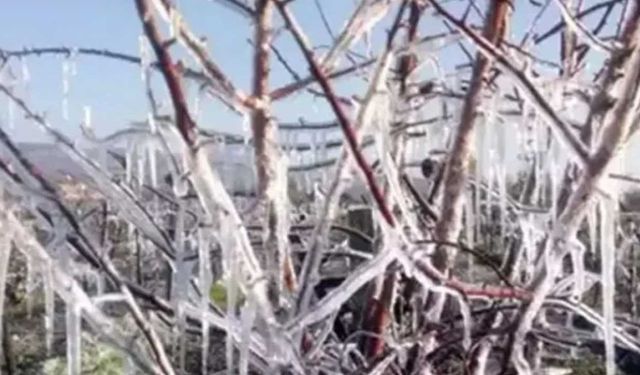 Zirai Don Komisyonu saha ziyaretlerine devam ediyor: Üretici zararı raporlanıyor