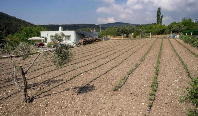 Kurbanlık hayvanların atıkları Bornova'da toprağa can oluyor