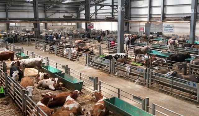Erzurum'da Doğu Anadolu Canlı Hayvan Borsası'na büyük ilgi