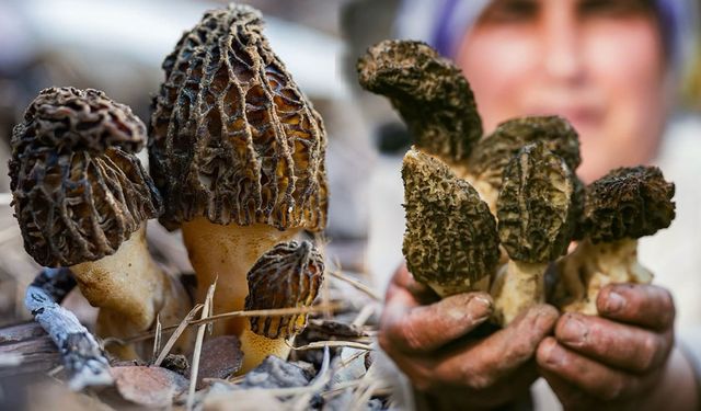 Antalya Akseki'de 'Göbek' zamanı!