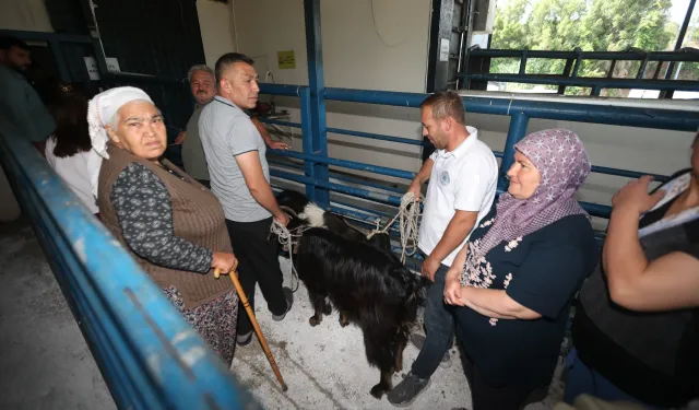 Muğla Büyükşehir mezbahaları bayramda tam kapasite çalıştı