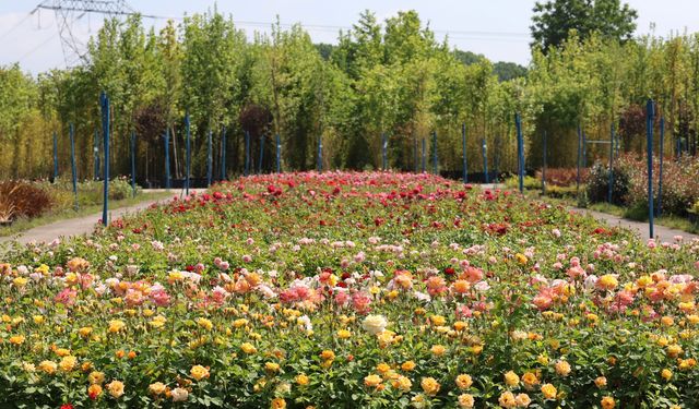 Kocaeli Büyükşehir’in fidanlığı Kocaeli’ni yeşillendiriyor