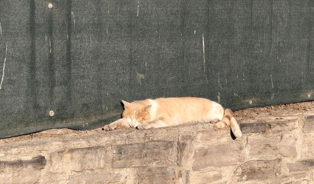 Güneşli havada keyif yapan kedi, okul duvarında dinlenmeye çekildi