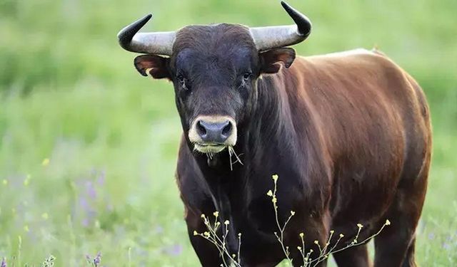 Mahallede korku dolu anlar! Kesileceğini anlayan boğa kasabın elinden kaçtı