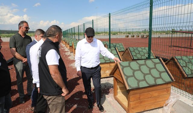 Kars’ta sokak hayvanları için doğal yaşam alanı kuruluyor