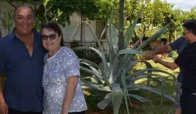 Antalya’da 100 yılda bir çiçek açan ağaç bulundu