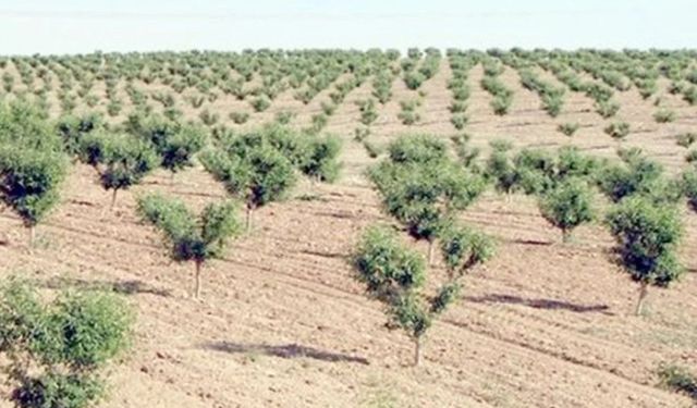 Ağaçlar bakımsızlıktan kurudu: Orman İşletme'ye devredilecek