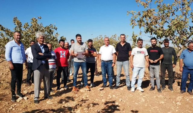 Batman’da Siirt Antep Fıstığına bilimsel takip