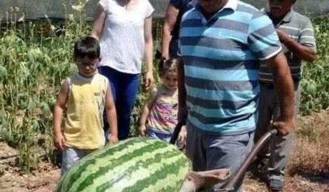 Manavgat'ta dev karpuz! 58 kiloya ulaştı
