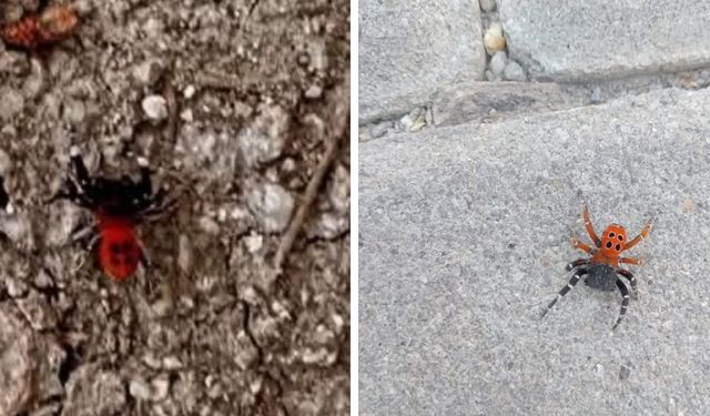 Dikkat: Gölhisar’da zehirli “uğur böceği örümceği” görüldü!