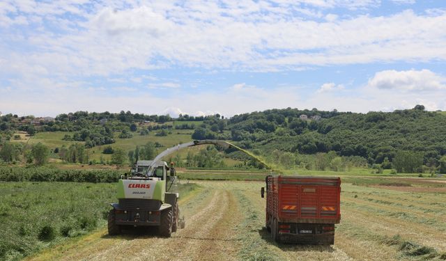 Kocaeli’de “süt otu” hasadı başladı