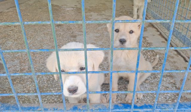 Beypazarı Belediyesi’nden can dostlara yeni yuva: Doğal Yaşam Barınağı açıldı