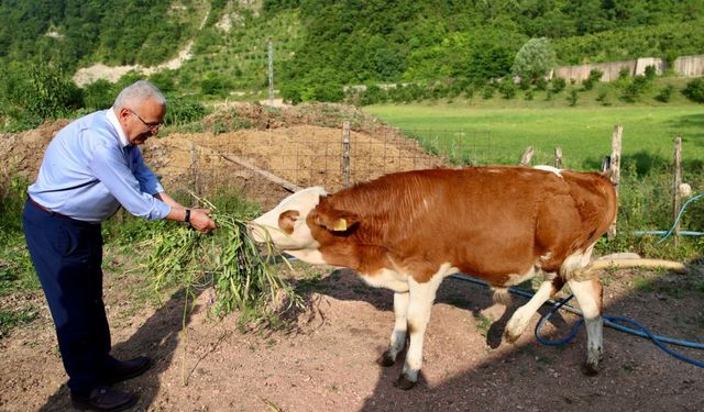 Ordu Büyükşehir'den besicilerin yüzünü güldüren hamle