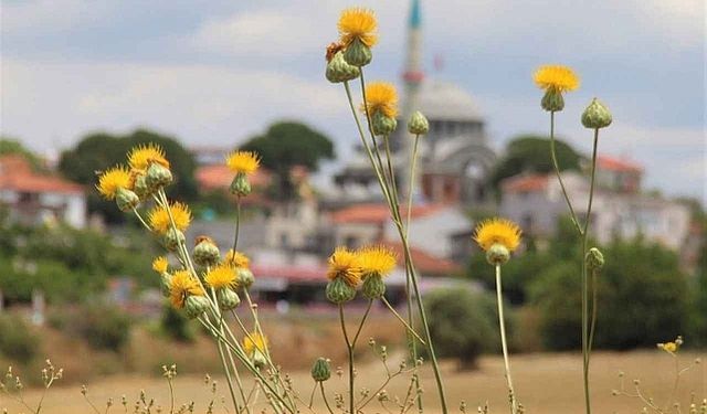 Aydın’da koruma altındaki 'Tülüşah' çiçek açtı: Koparmanın cezası 557 bin TL