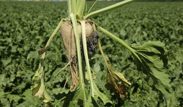 Pancar üreticisine 410 milyon TL sulama avansı desteği