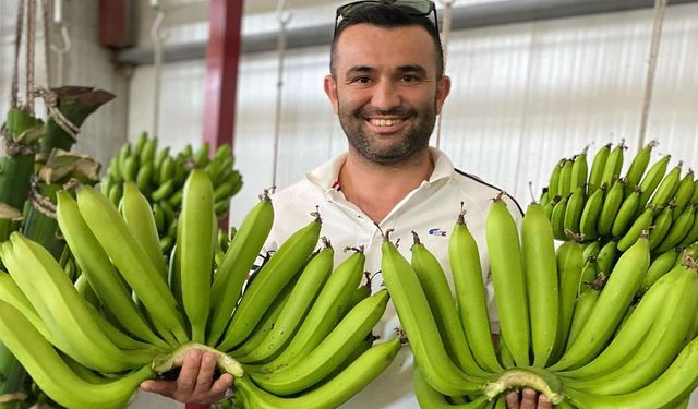 Serik’te yetiştirilen yerli muz, ithal ürünleri geride bıraktı