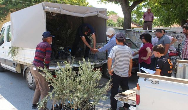 Antalya Büyükşehir Belediyesi'nden 19 ilçeye 40 bin zeytin fidanı desteği