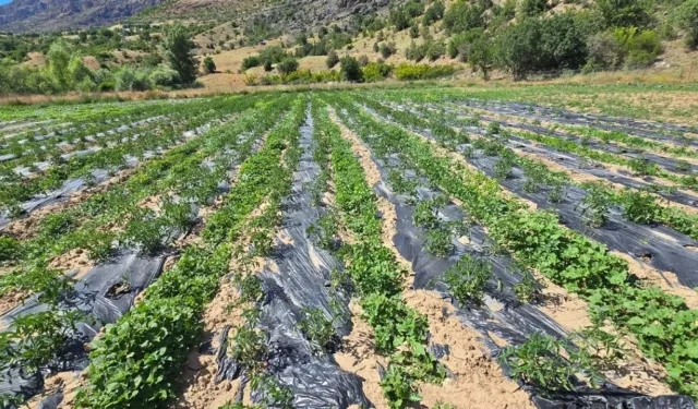 Çamoluk'ta yüzleri güldüren tarım projeleri