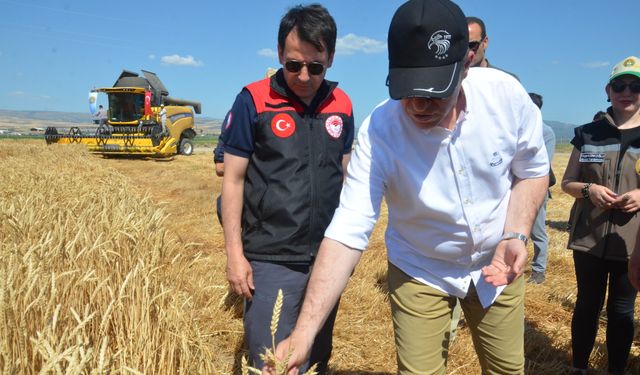 Amasya Gökhöyük Tarım İşletmesi’nde 2025 yılının ilk buğday hasadı gerçekleştirildi