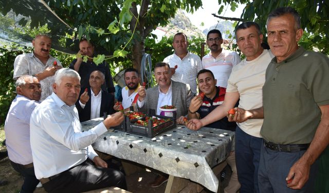 Eğirdir‘de topraksız toprakla çilek hasadı başladı