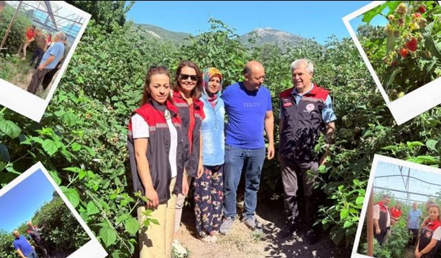 Isparta’da serada ahududu yetiştiriciliği denemesi yapıldı