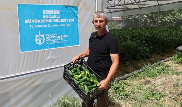 Modern seralarda hasat bereketi