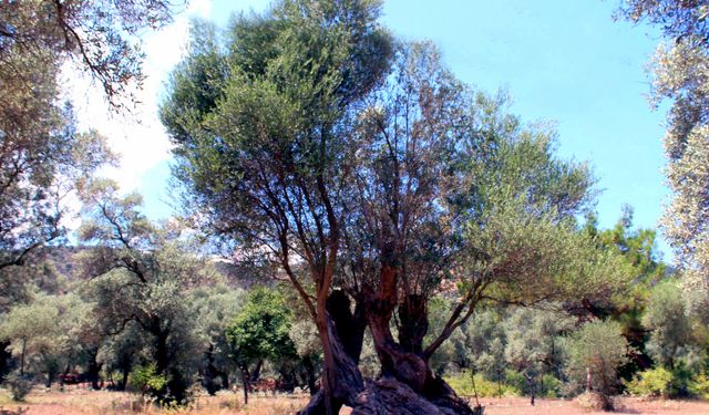 Muğla Odaları ve Borsası'ndan ortak açıklama
