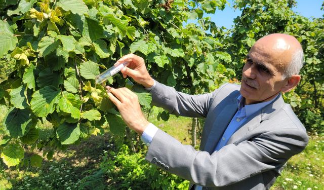 2025 serbest piyasa fındık fiyatını TMO belirleyecek