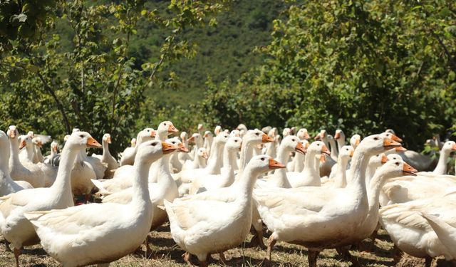 Ordu'da kaz yetiştiriciliği yaygınlaşıyor