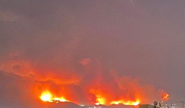 Bursa'da büyük orman yangını: Kül olan alanlar, yaralılar ve yaban hayatı katliamı