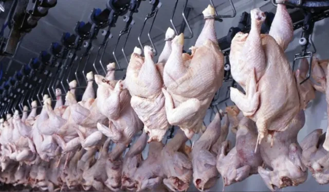Haziran ayında tavuk eti üretimi rekor artış gösterdi