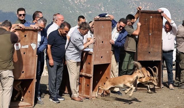 Amasya’da 5 yaban keçisi doğaya salındı