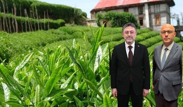 Bakan Yumaklı, BHA'ya konuştu;  Çay hasadı....