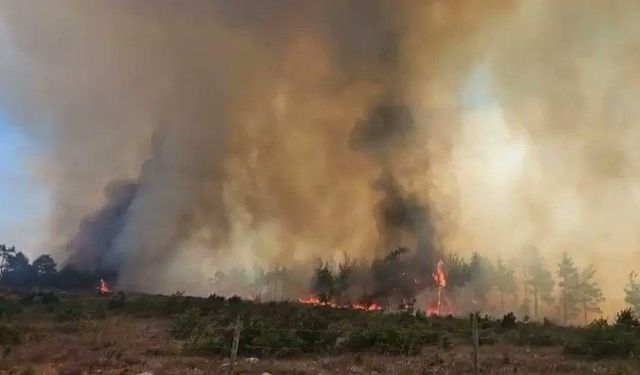 Çanakkale Merkez’de orman yangını