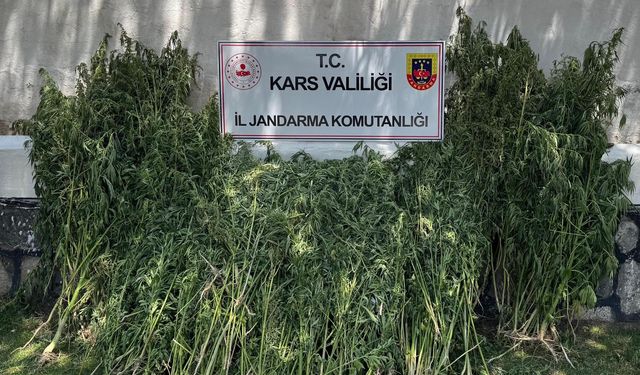 Kars’ta 42 binden fazla kenevir bitkisi imha edildi